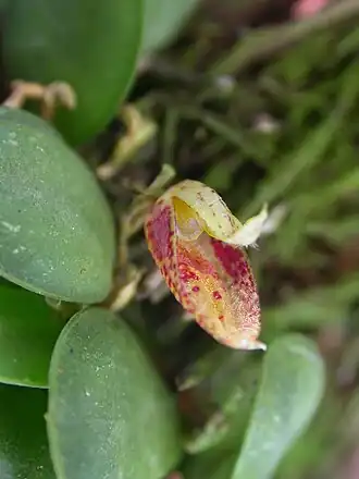 Ronaldella determannii