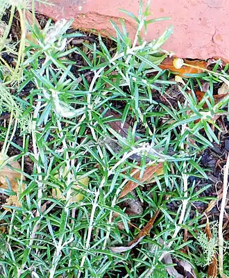 Rosmarinus officinalis