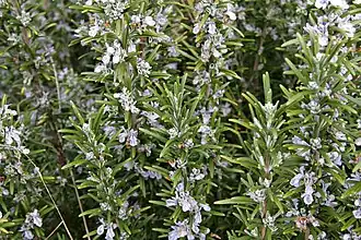 Alecrim (Rosmarinus officinalis).