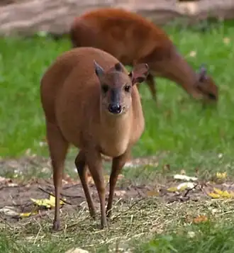 Duiker-vermelho no Zoológico de Berlim, na Alemanha