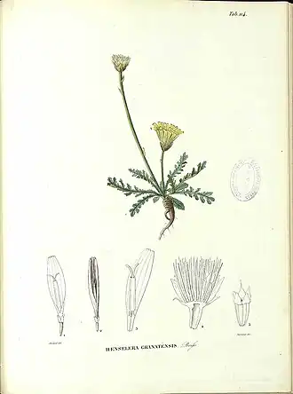 Rothmaleria granatensis.