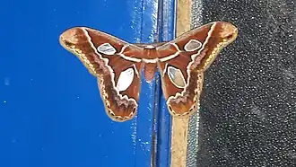 Macho (Caetité, Bahia)