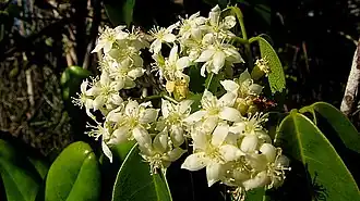 Flores de Rourea doniana.