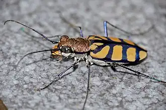 Fotografia de Chaetodera regalis, um Cicindelinae das margens de áreas ribeirinhas da África subsaariana.[1][2]
