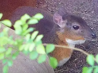Antílope-real (Neotragus pygmaeus) no Zoológico de San Diego, nos Estados Unidos
