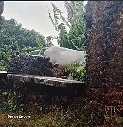 Ruínas da Rua da Amargura