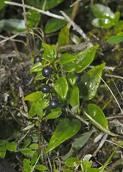 Rubia argyi (sin. R. akane).