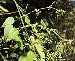 Rubia cordifolia.
