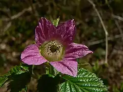 Rubus spectabilis.