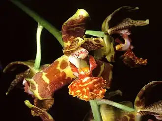 Rudolfiella floribunda