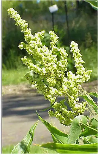 Rumex britannica