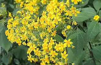 Rumfordia floribunda