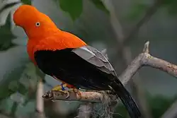 Galo-da-serra-andino (Rupicola peruviana)