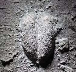 Rastro de trilobitas, como marcas em relevo sobre uma rocha