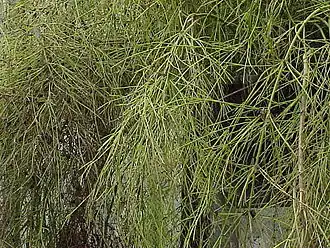 Russelia equisetiformis