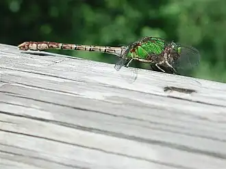 Ophiogomphus rupinsulensis