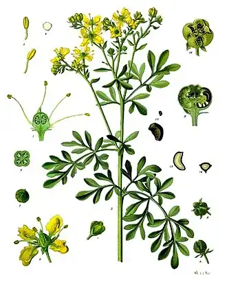 Ruta graveolens L.