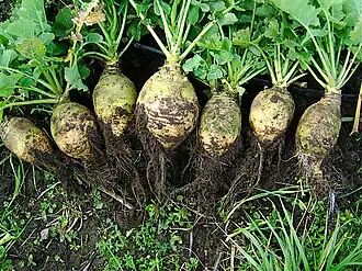 Rutabaga