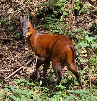 Duiker-vermelho-de-rwenzori no Parque Nacional Impenetrável de Bwindi, em Uganda