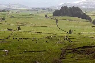 Campo de pastagem em Arrifes