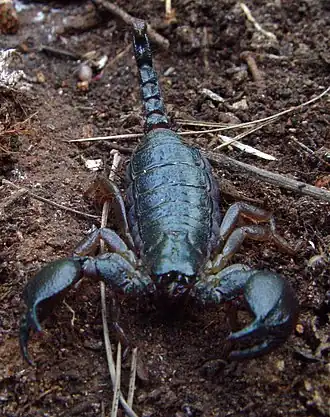 Heterometrus spinifer