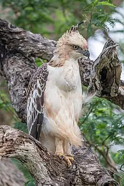 Um indivíduo juvenil no Parque Nacional de Bundala.