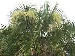 Sabal palmetto