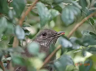 Espécime avistado em 2015 se alimentando