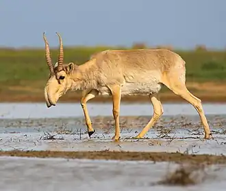 Saiga no Santuário Stepnoi, na Rússia