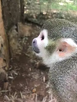 Foto de perfil da face esquerda de um Saimiri