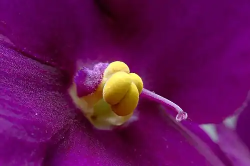 Enantiostilia numa variedade de Saintpaulia ionantha, onde o estilo está lateral em relação às anteras.
