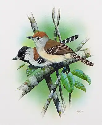 Fêmea de Sakesphoroides niedeguidonae