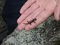 Salamandra salamandra