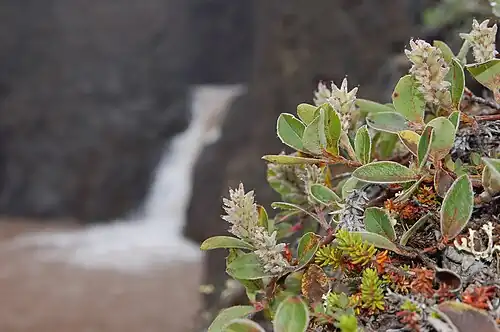 Vegetação em Qeqertarsuaq -”Salgueiro de folha cinzenta”