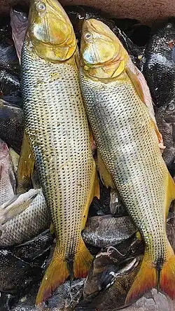 Foto mostra o peixe dourado (Salminus franciscanus) após ser capturado por pescador proxímo a cidade de Sobradinho no estado na Bahia. O peixe está exposto em uma caixa e isopor térmica, em cima de outros peixes e com gelo por baixo.