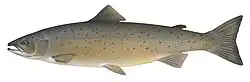 Salmo salar, o salmão do Atlântico