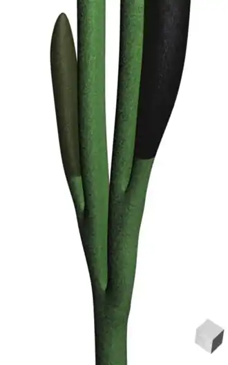 Reconstrução de salopella. A escala do cubo no canto inferior direito é de 1 milímetro