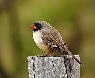 Batuqueiro-de-bico-laranja (Saltatricula atricollis) no Parque Nacional da Serra da Canastra, Minas Gerais, Brasil.