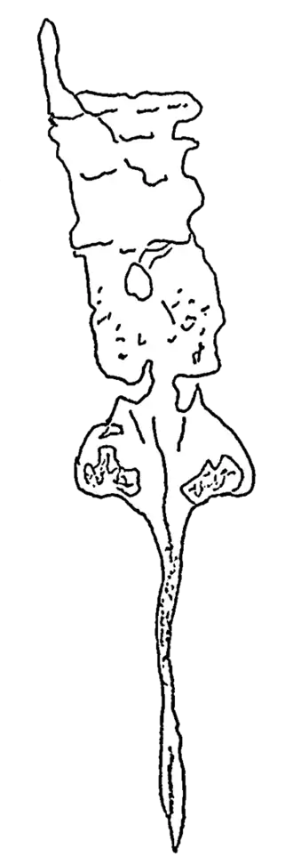Ilustração do espécime BGS GSM Zf-2864 de S. abbreviatus, que preserva o télson e do décimo ao décimo segundo segmentos abdominais.