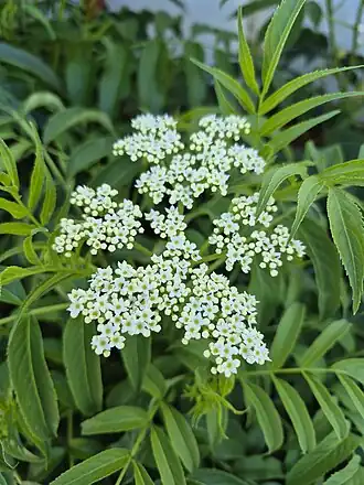 Sambacus australis, ou acapora