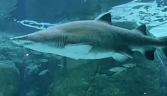 Tubarão-mangona no Two Oceans Aquarium em Cape Town, África do Sul