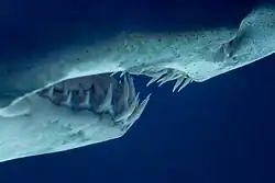 Visão da boca do C. taurus