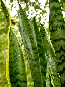 Sansevieria trifasciata (detalhe das folhas).