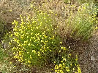 Santolina rosmarinifolia