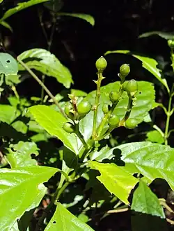 Frutos imaturos de Sarcandra chloranthoides.