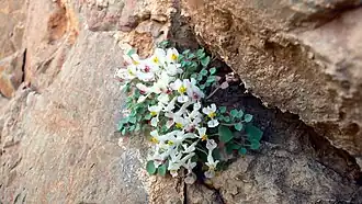 Sarcocapnos enneaphylla