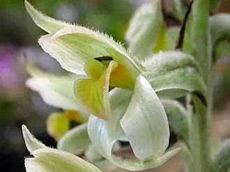 Sarcoglottis heringeri