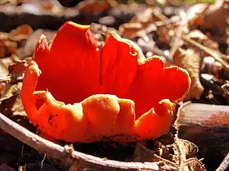 Sarcoscypha coccinea