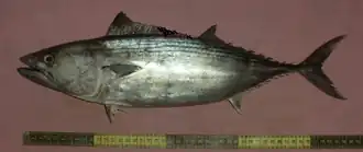 Sarda orientalis.