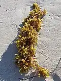Alga-sargassum (Sargassum sp.)